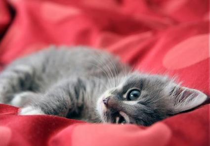 13-gray-kitten.jpg